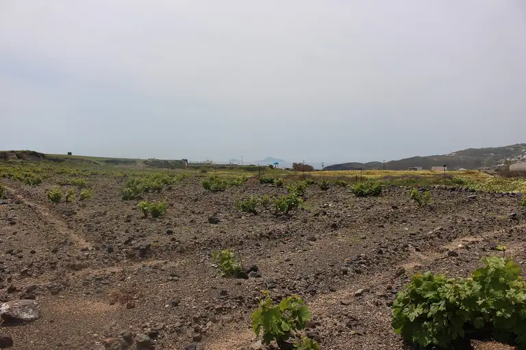 Vines trained low into baskets against the wind, in a vineyard on Santorini.